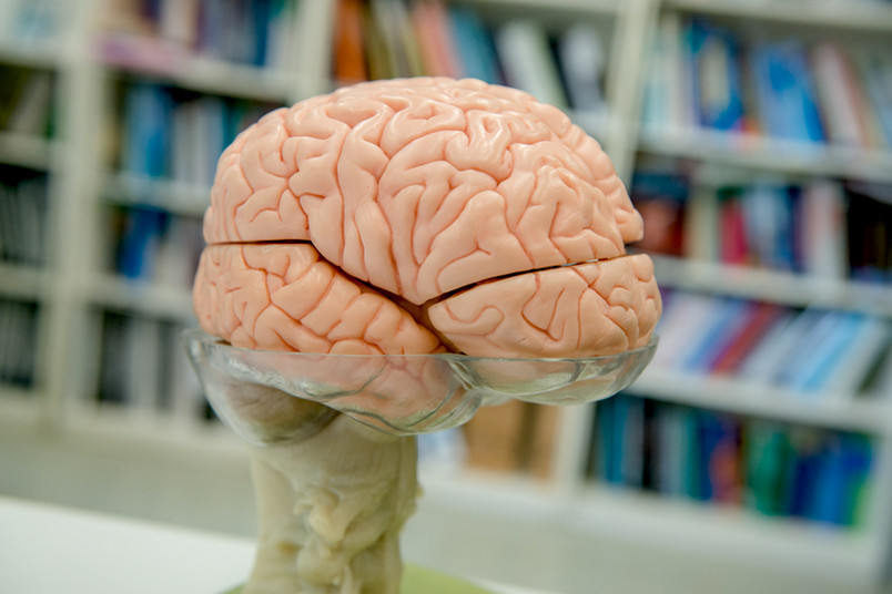 Brain Brain